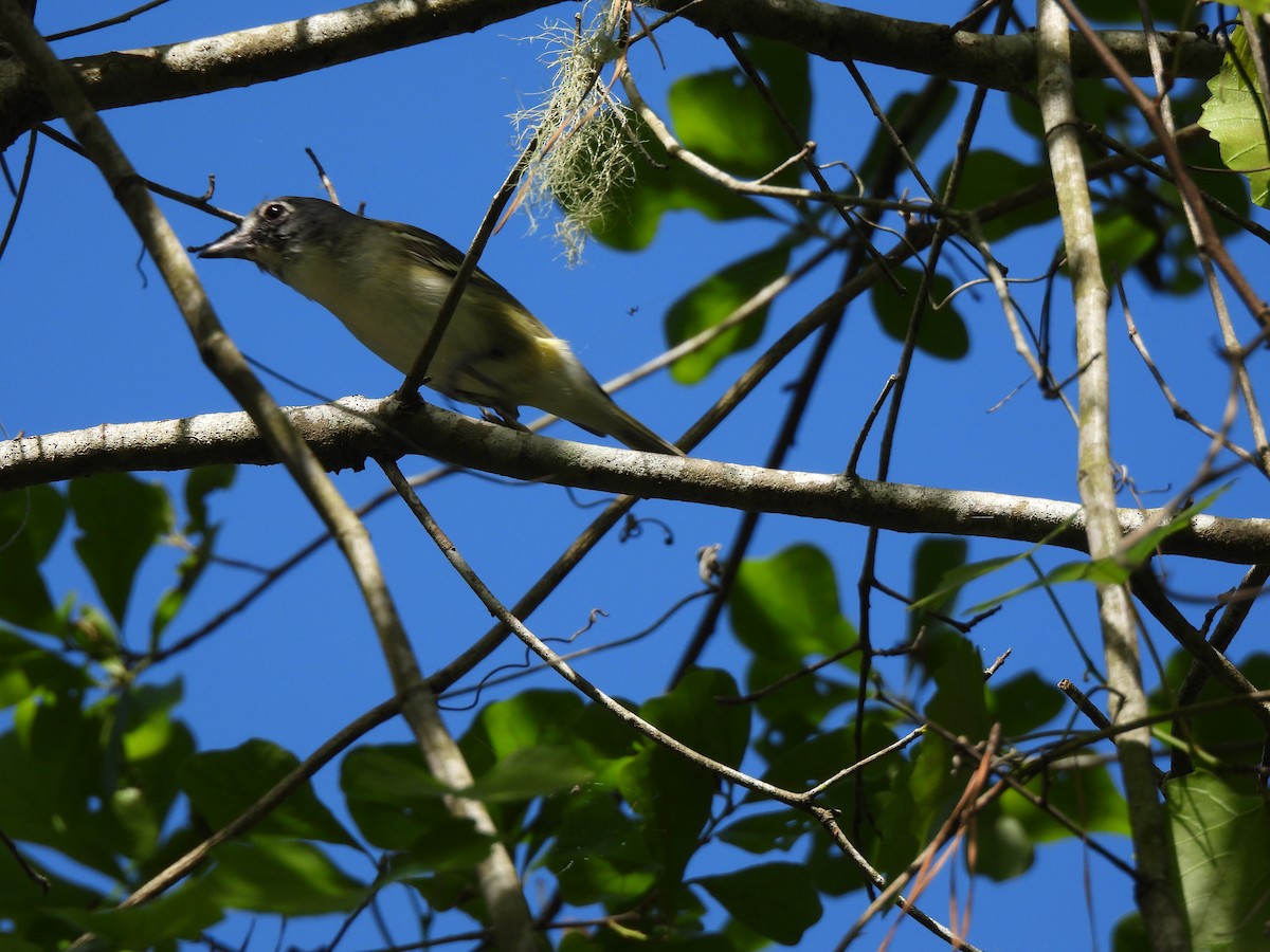 Blue-headed Vireo - ML616186054