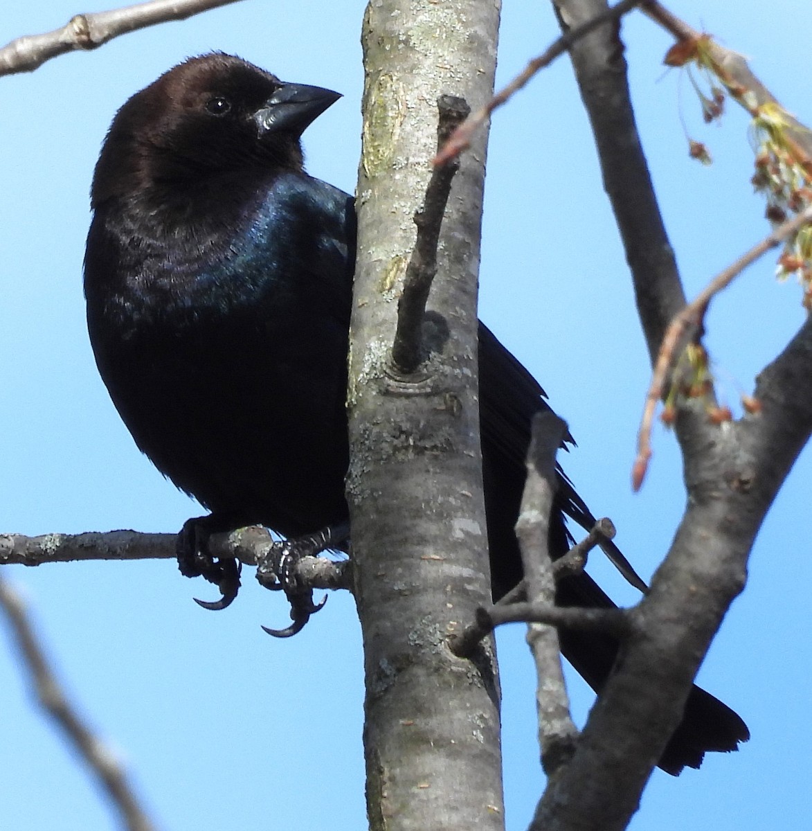 Brown-headed Cowbird - ML616186075