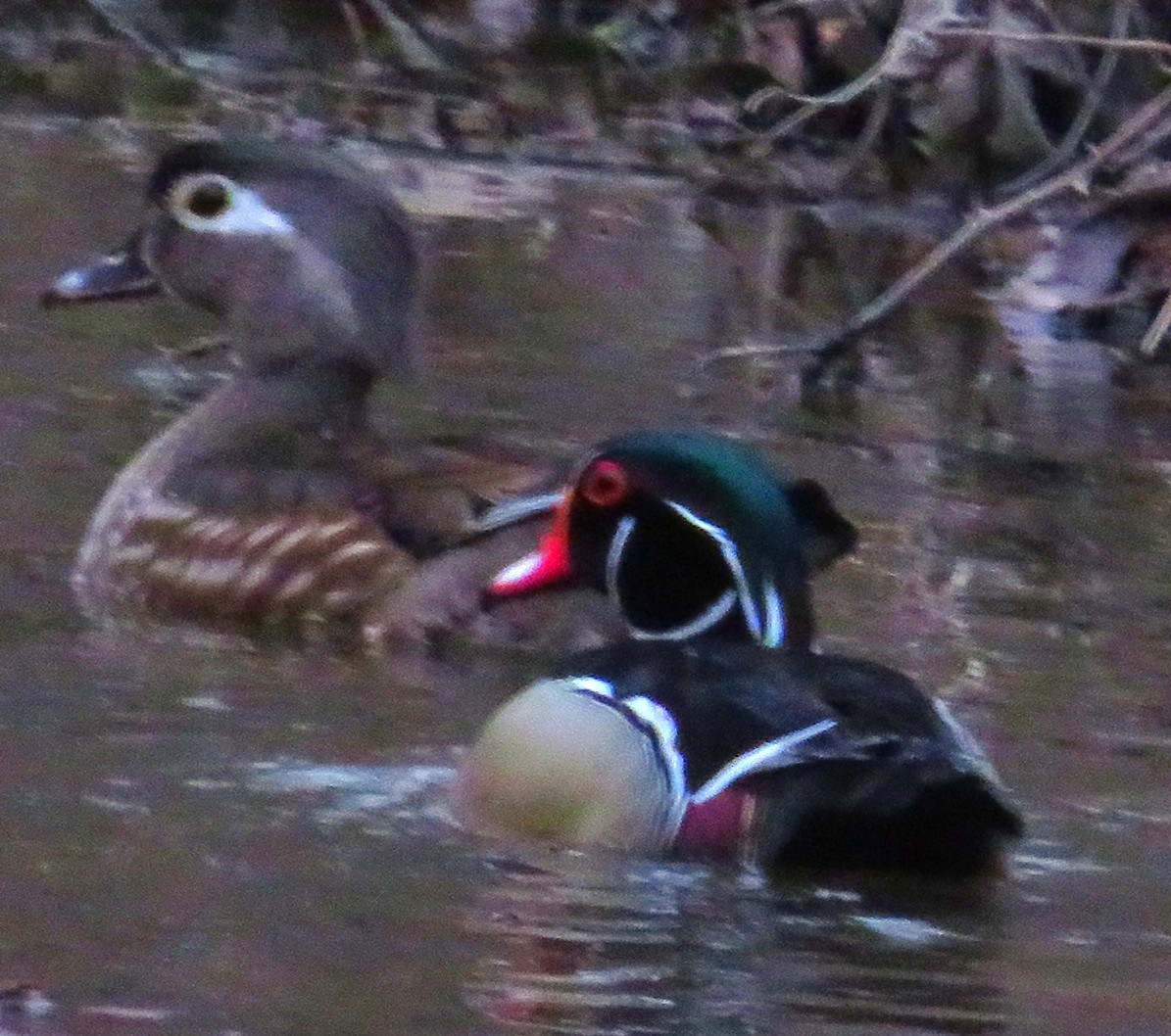Wood Duck - ML616186091