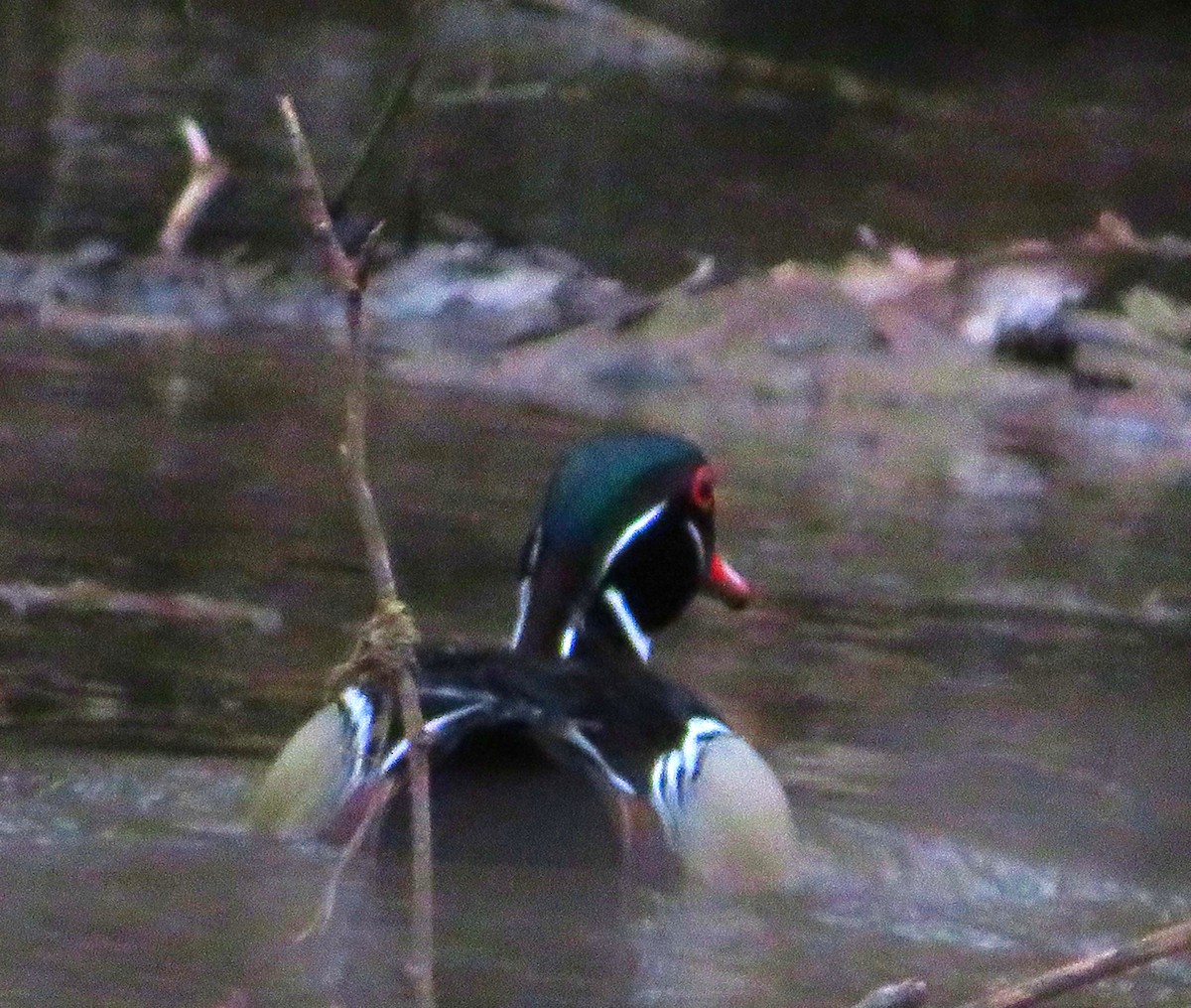 Wood Duck - ML616186104