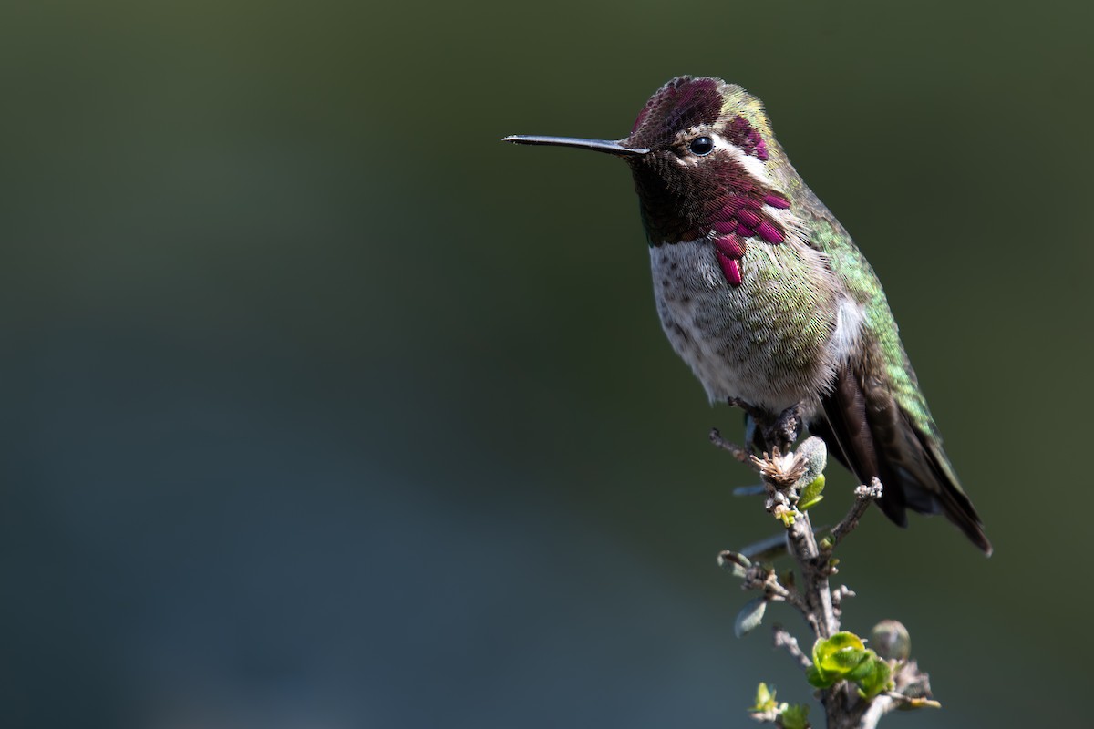 Anna's Hummingbird - Rajan Rao