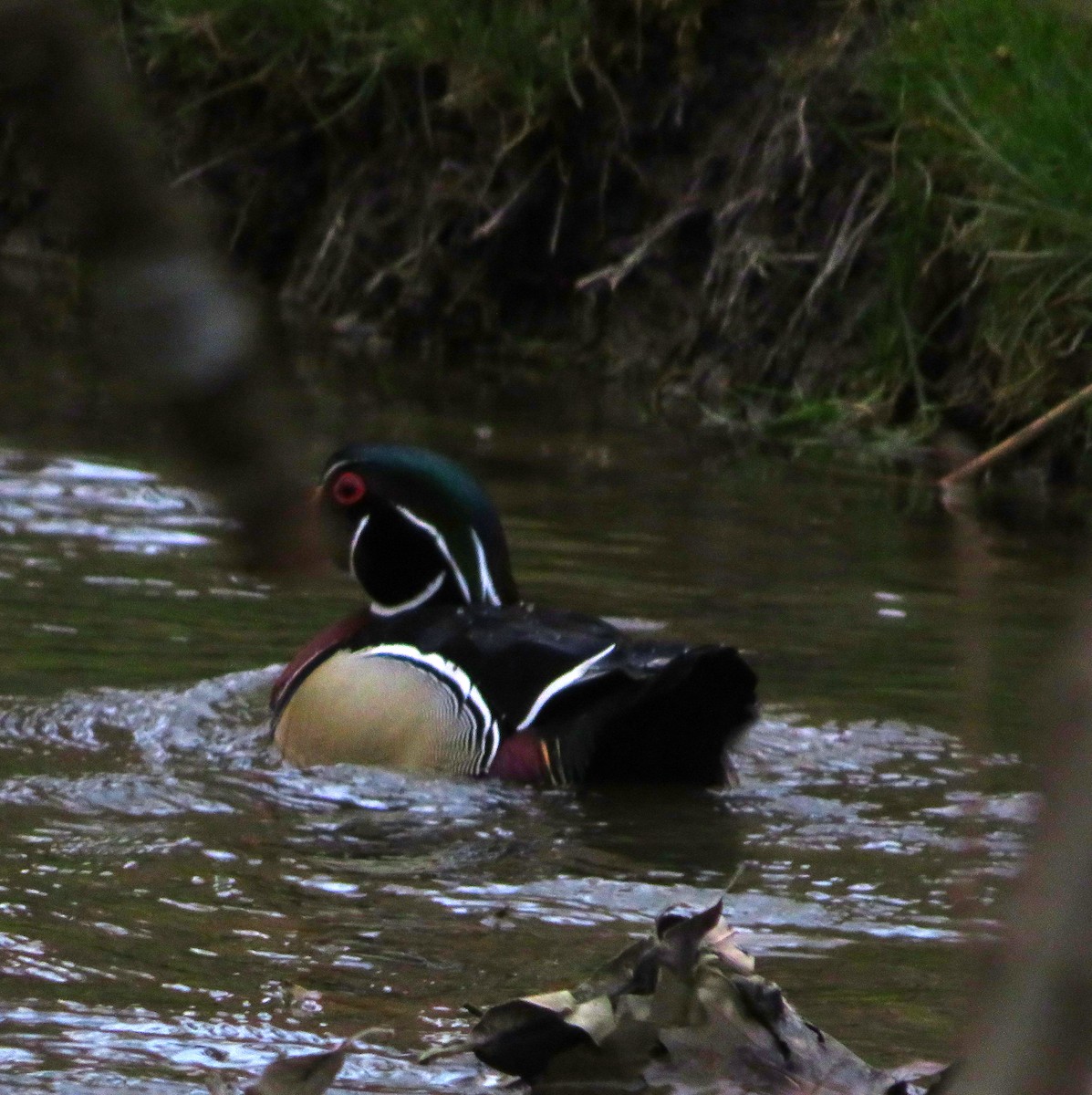 Wood Duck - ML616186117