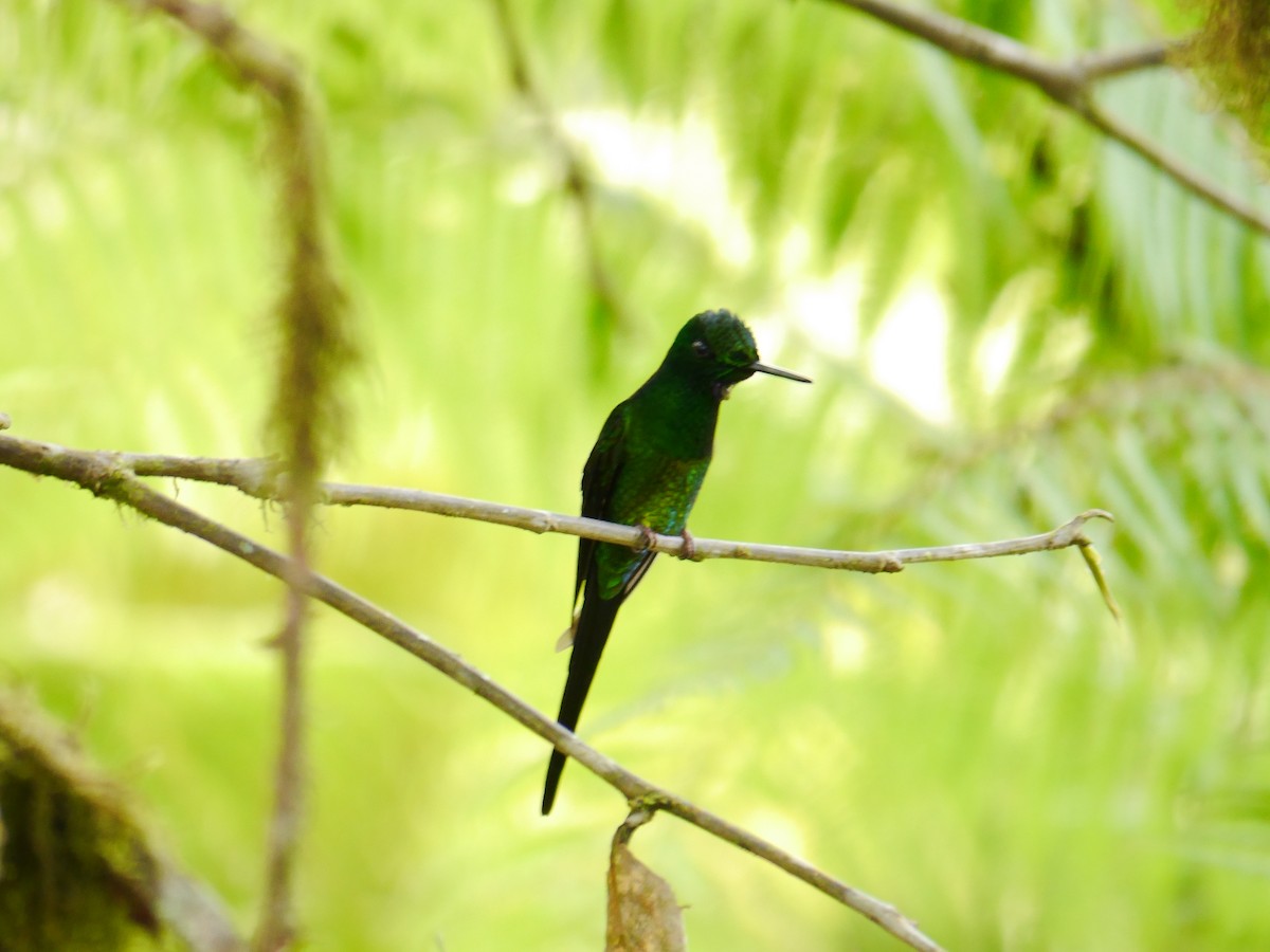 Violet-tailed Sylph - ML616186119