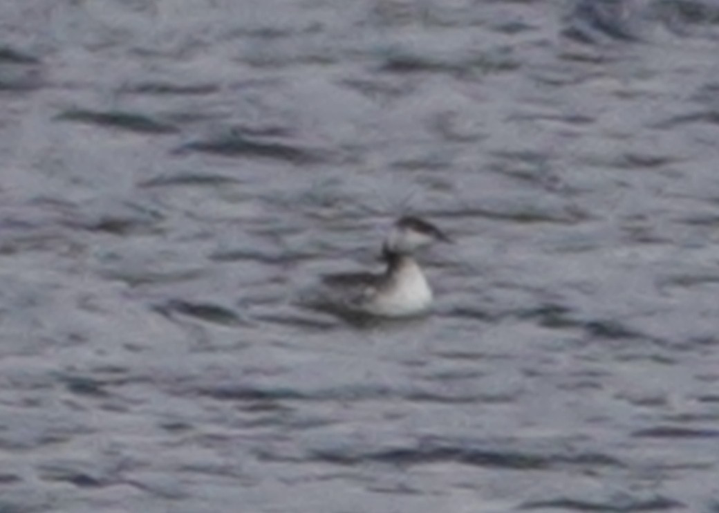 Horned Grebe - ML616186125