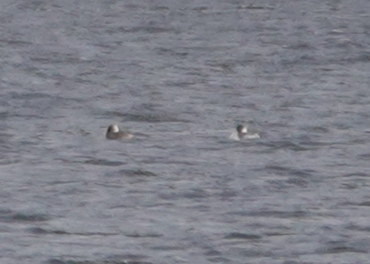 Horned Grebe - ML616186127