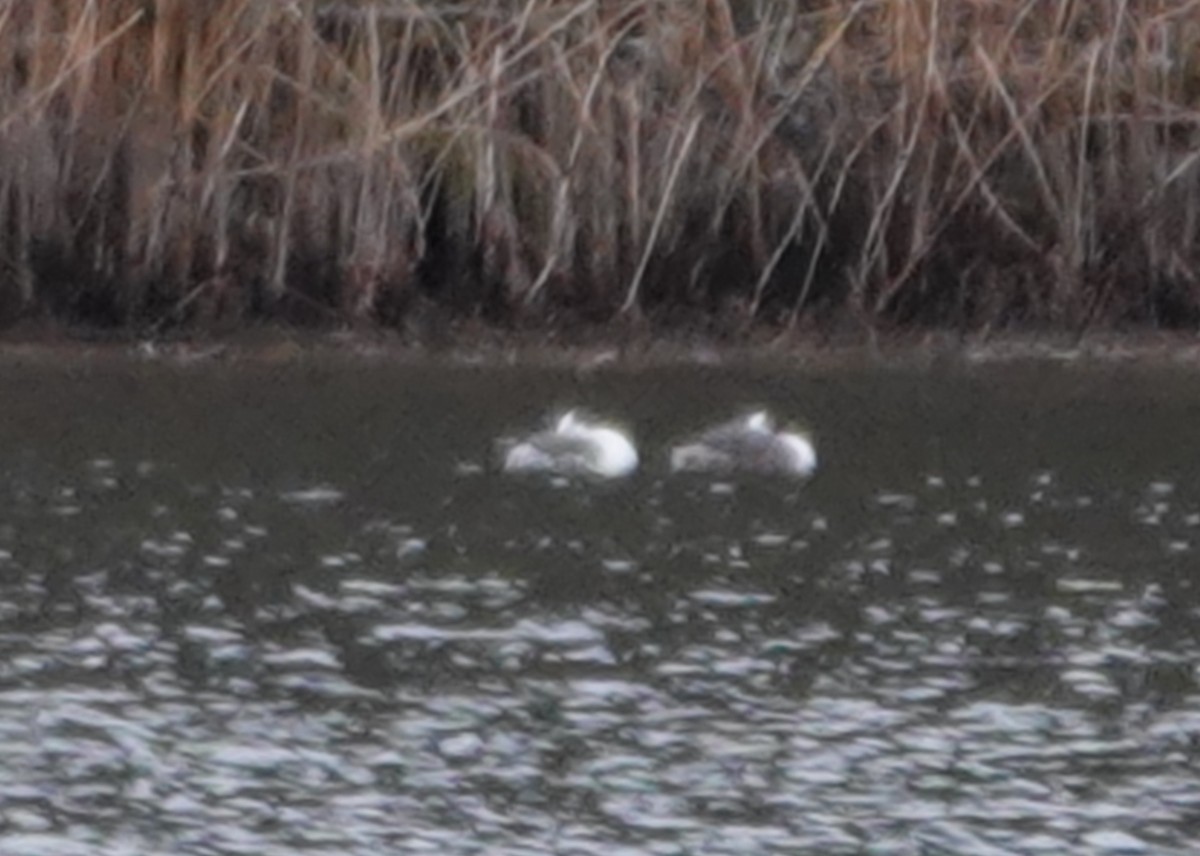 Horned Grebe - ML616186128