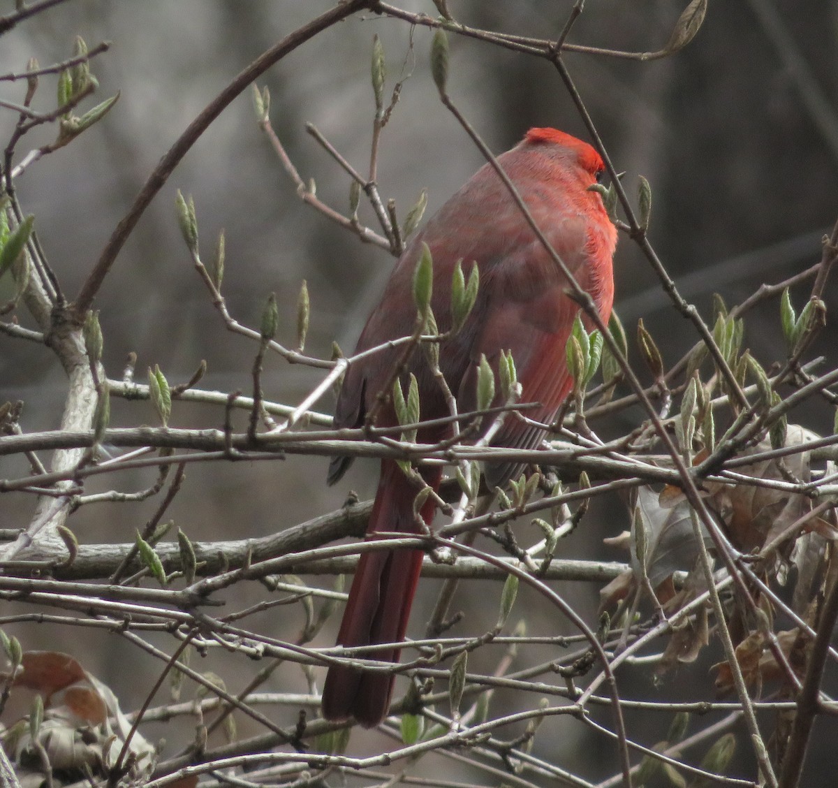 Northern Cardinal - ML616186133