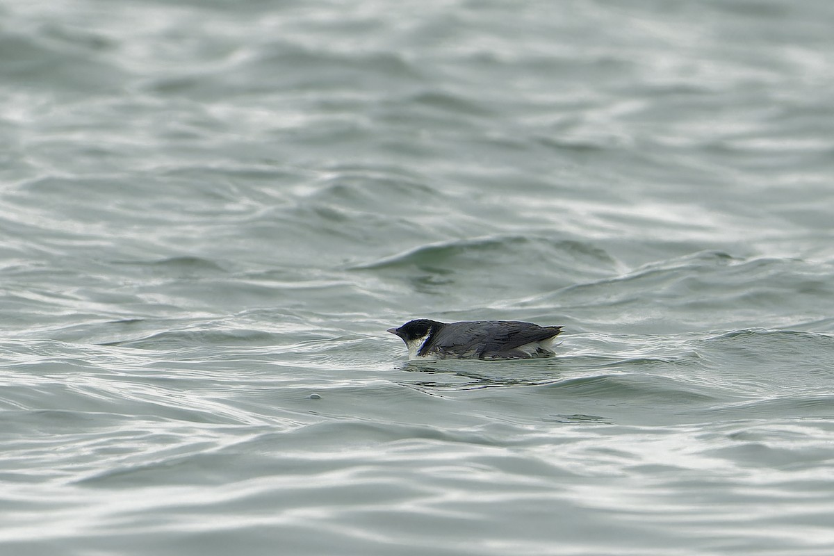 Ancient Murrelet - Bao ge