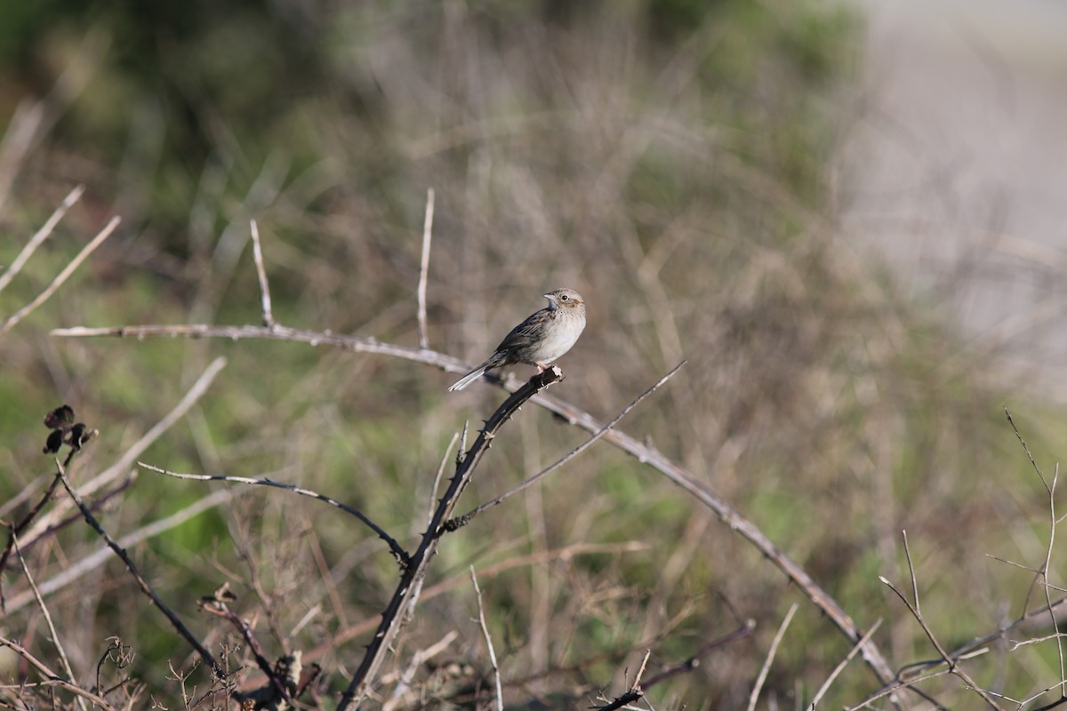 Cassin's Sparrow - ML616186176