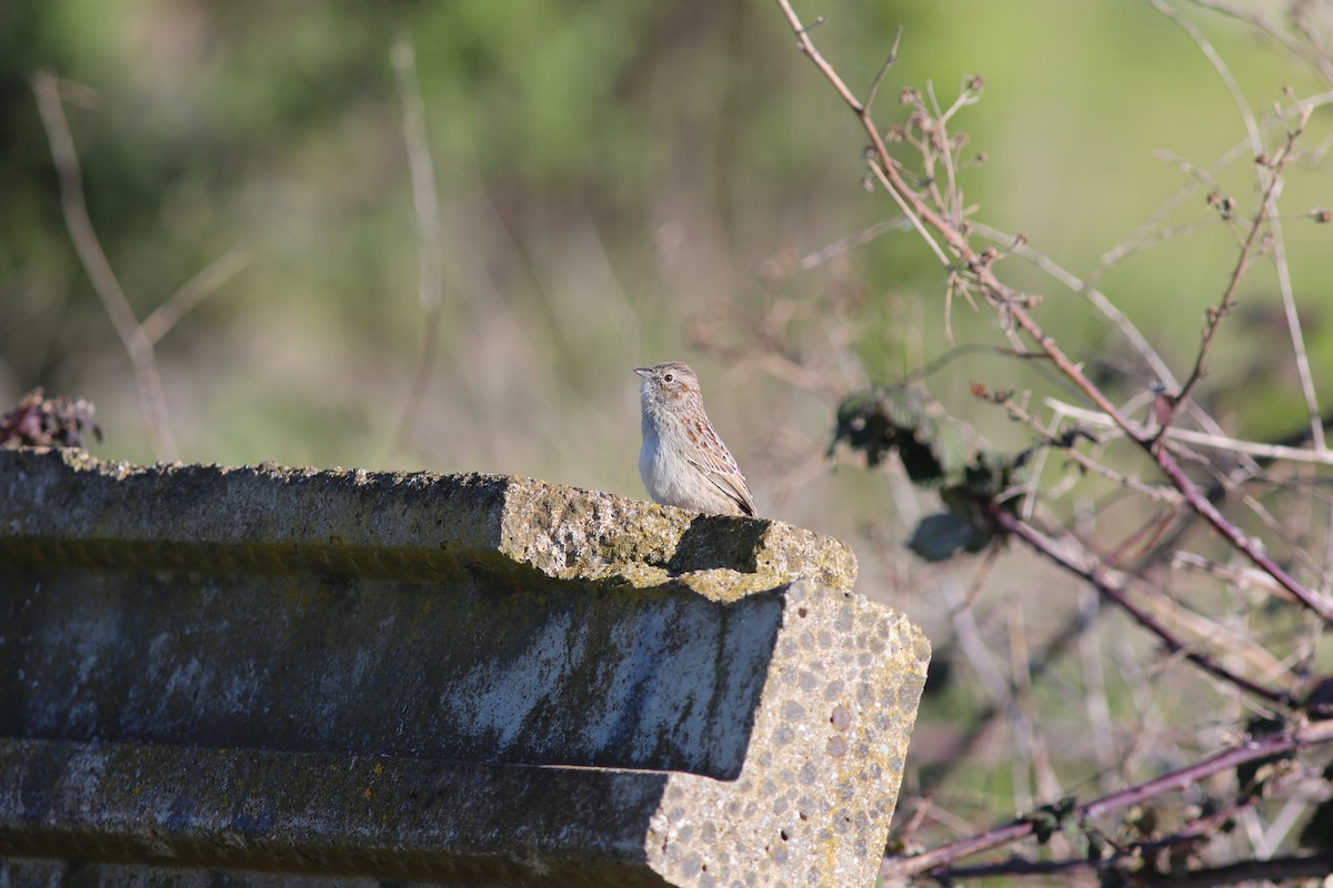 Cassin's Sparrow - ML616186177