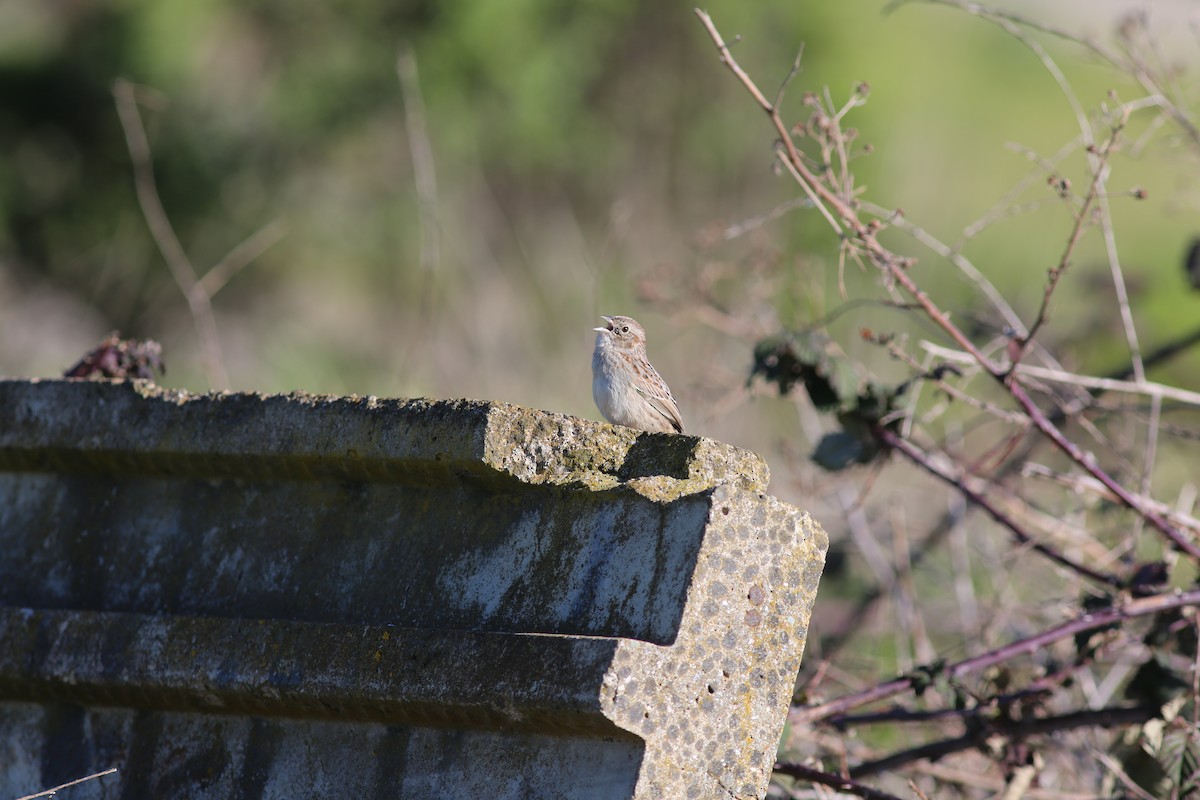 Cassin's Sparrow - ML616186178