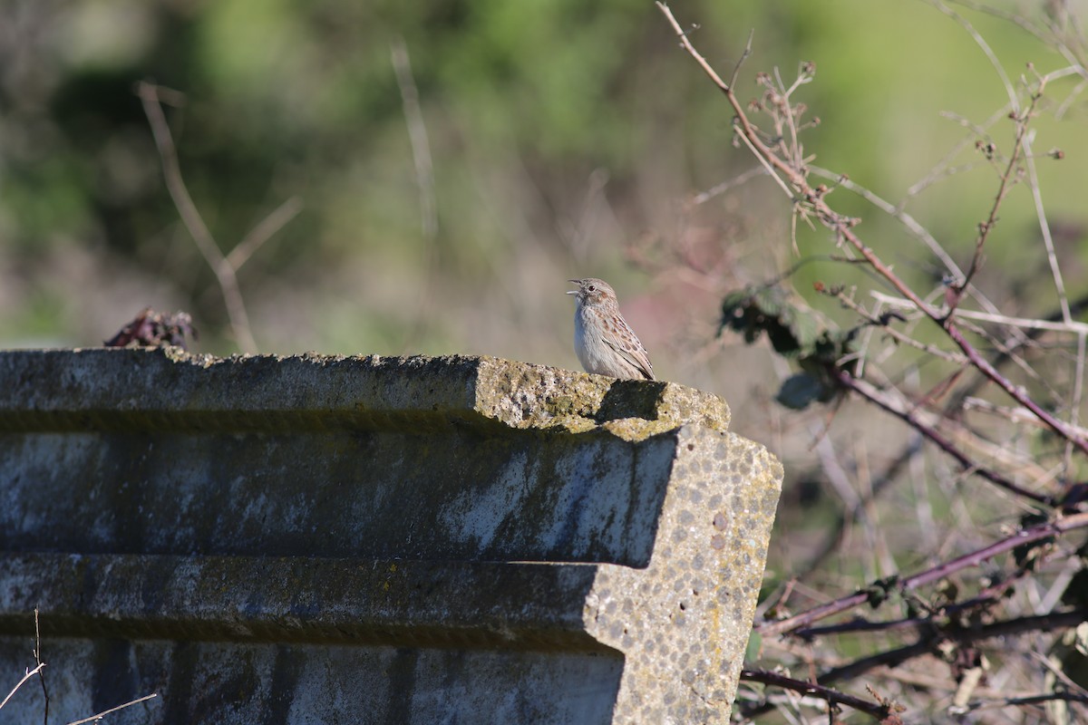 Cassin's Sparrow - ML616186179