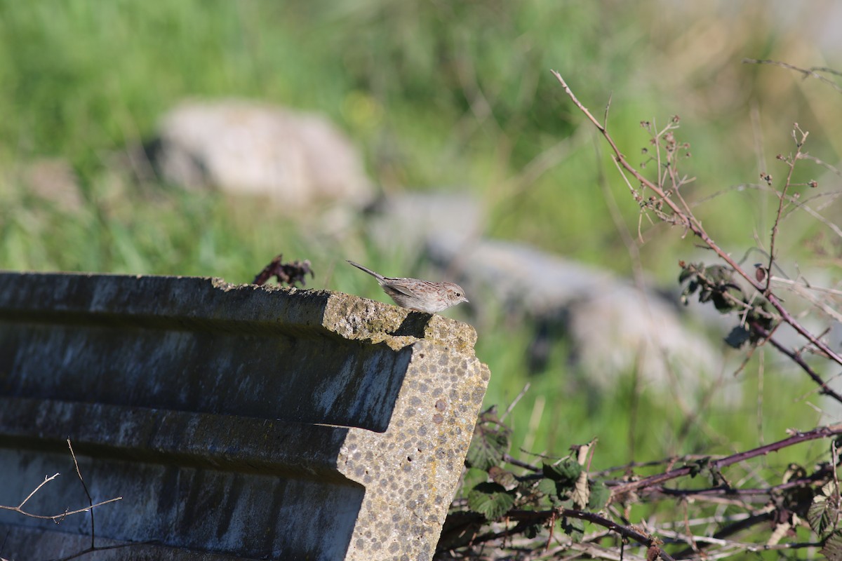 Cassin's Sparrow - ML616186182