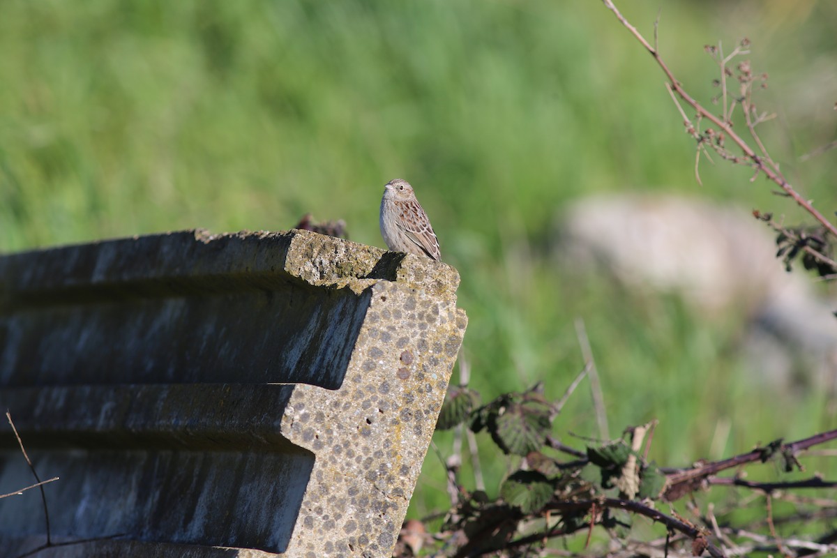 Cassin's Sparrow - ML616186183