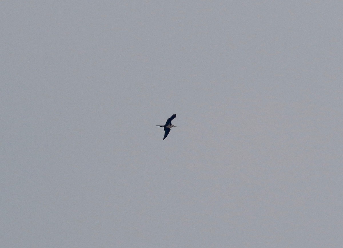 Christmas Island Frigatebird - ML616186188