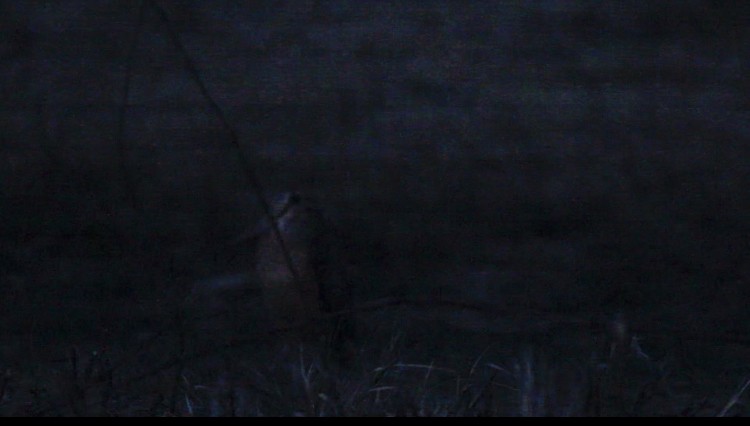 アメリカヤマシギ - ML616186203