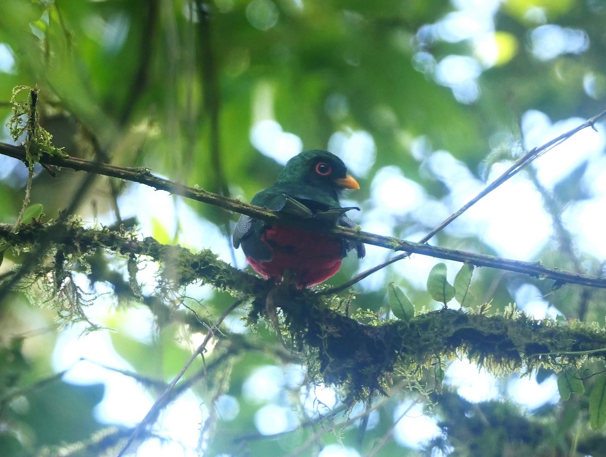 Collared Trogon - ML616186218