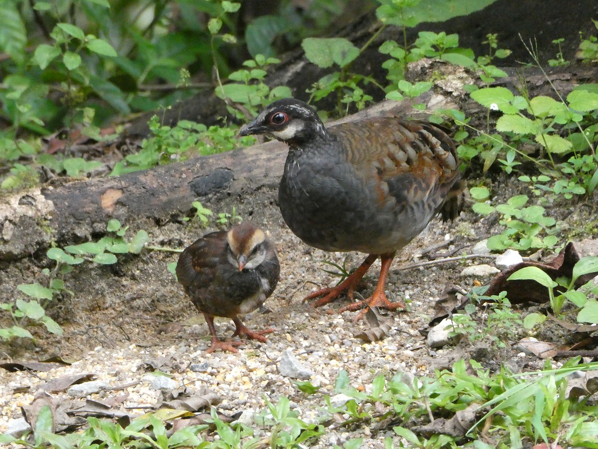 Malayan Partridge - ML616186249