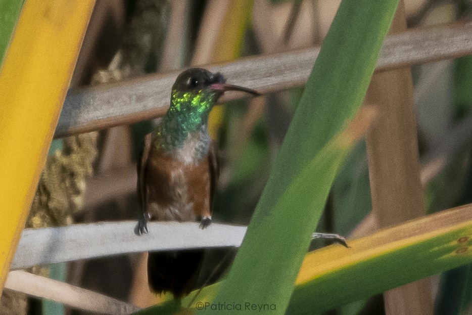 Amazilia Hummingbird - ML616186298