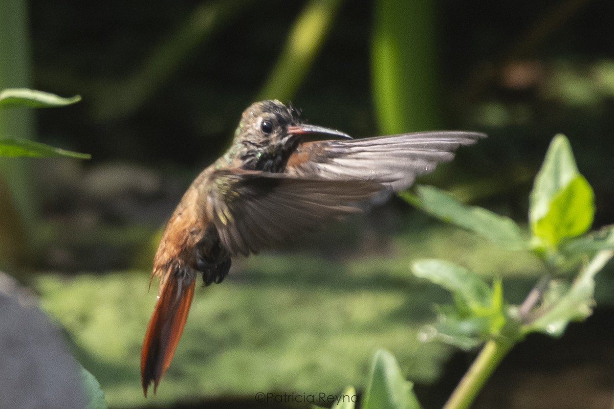 Amazilia Hummingbird - ML616186299