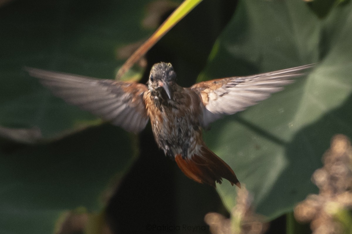 Amazilia Hummingbird - ML616186300