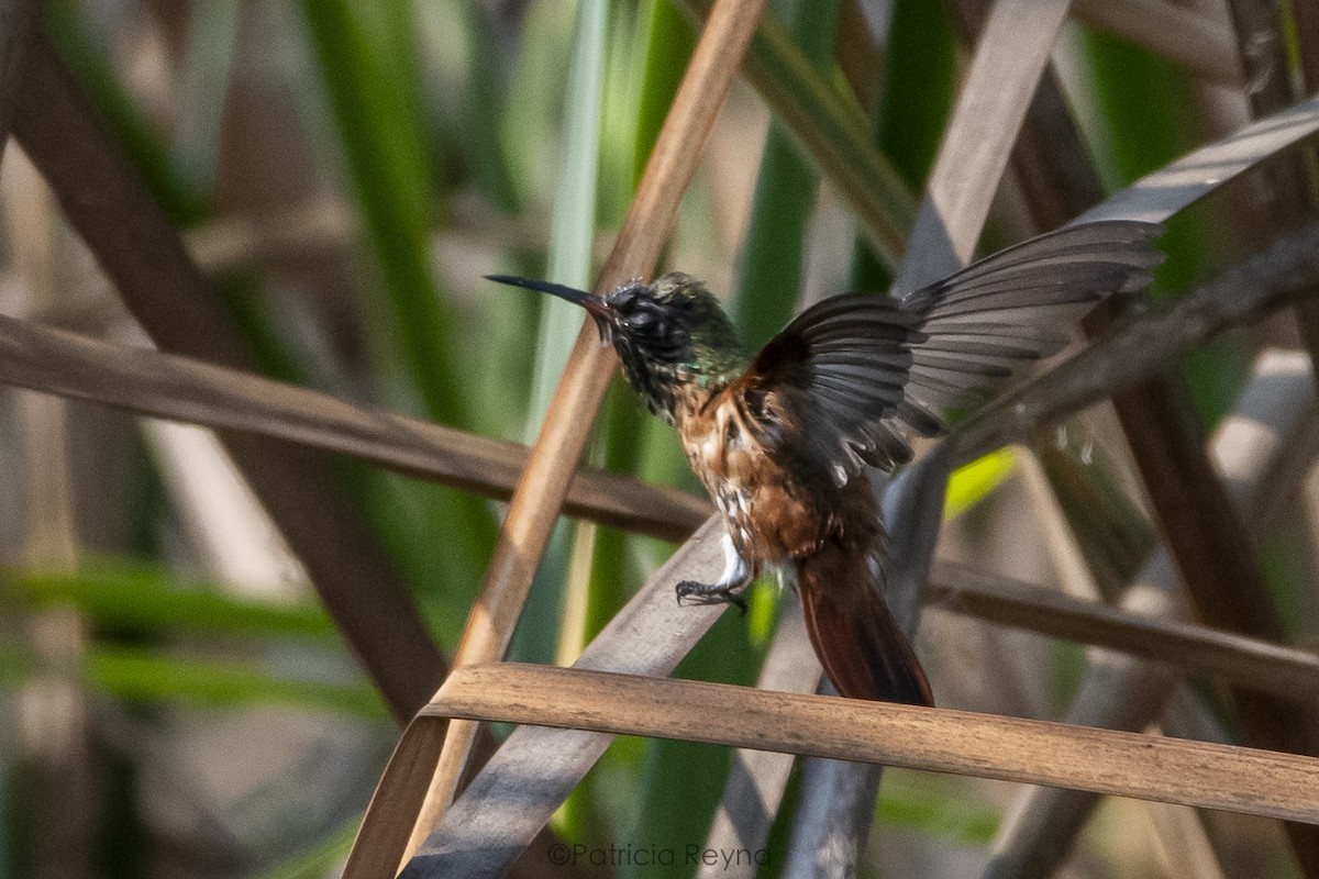 Amazilia Hummingbird - ML616186301
