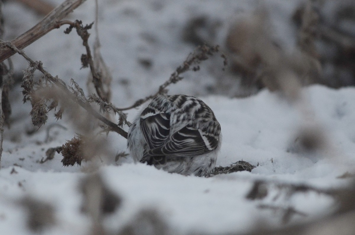 Hoary Redpoll (exilipes) - ML616186333