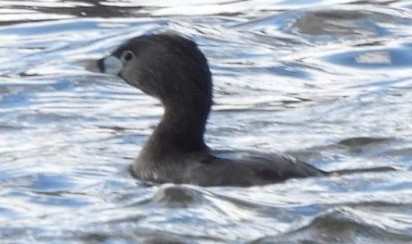 Pied-billed Grebe - ML616186343