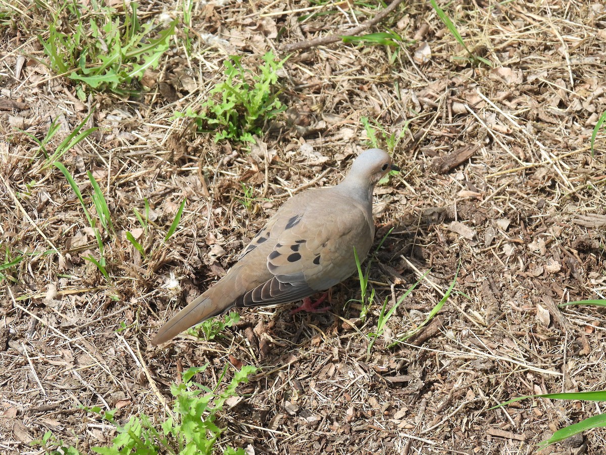 Mourning Dove - ML616186372