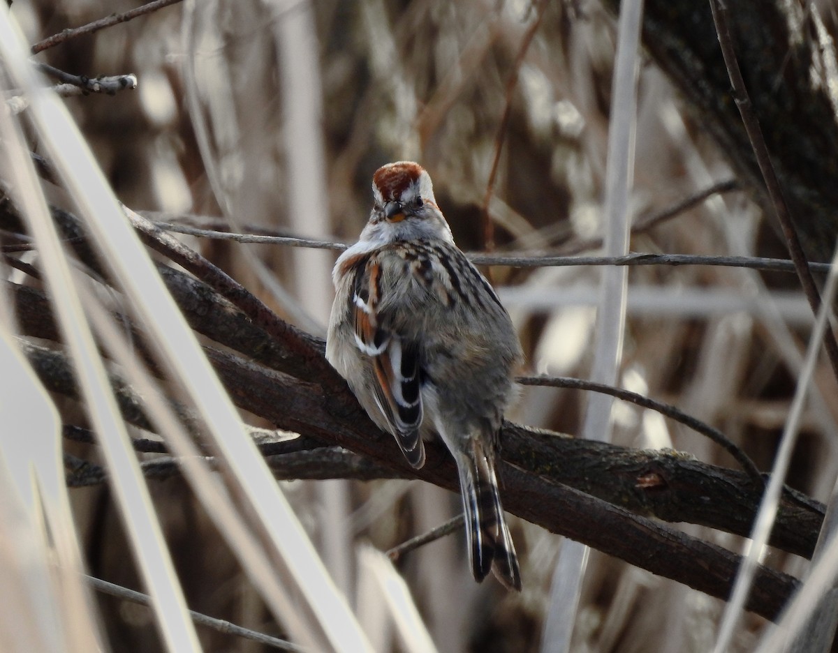 American Tree Sparrow - ML616186395