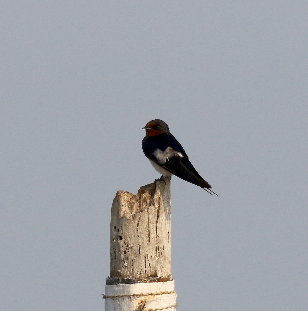 Barn Swallow - ML616186400