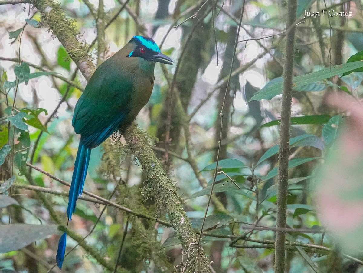 Andean Motmot - ML616186463