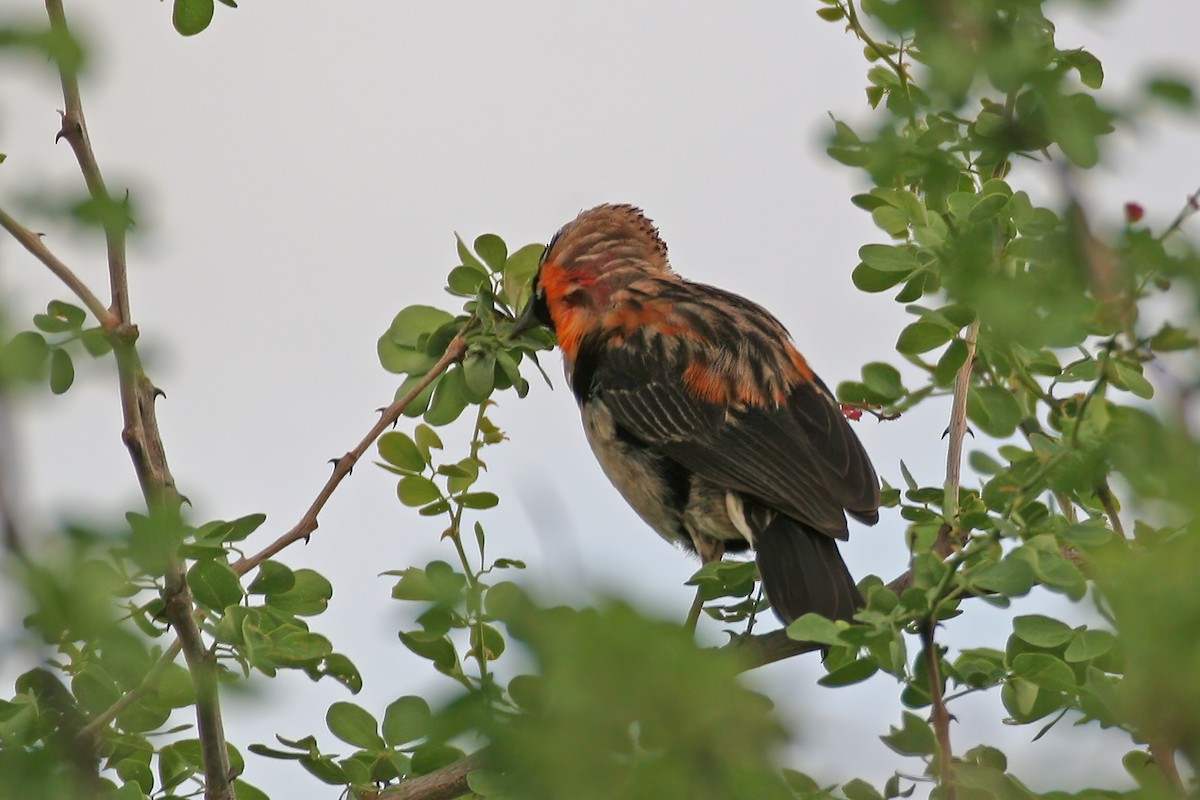 Black Bishop - ML616186507