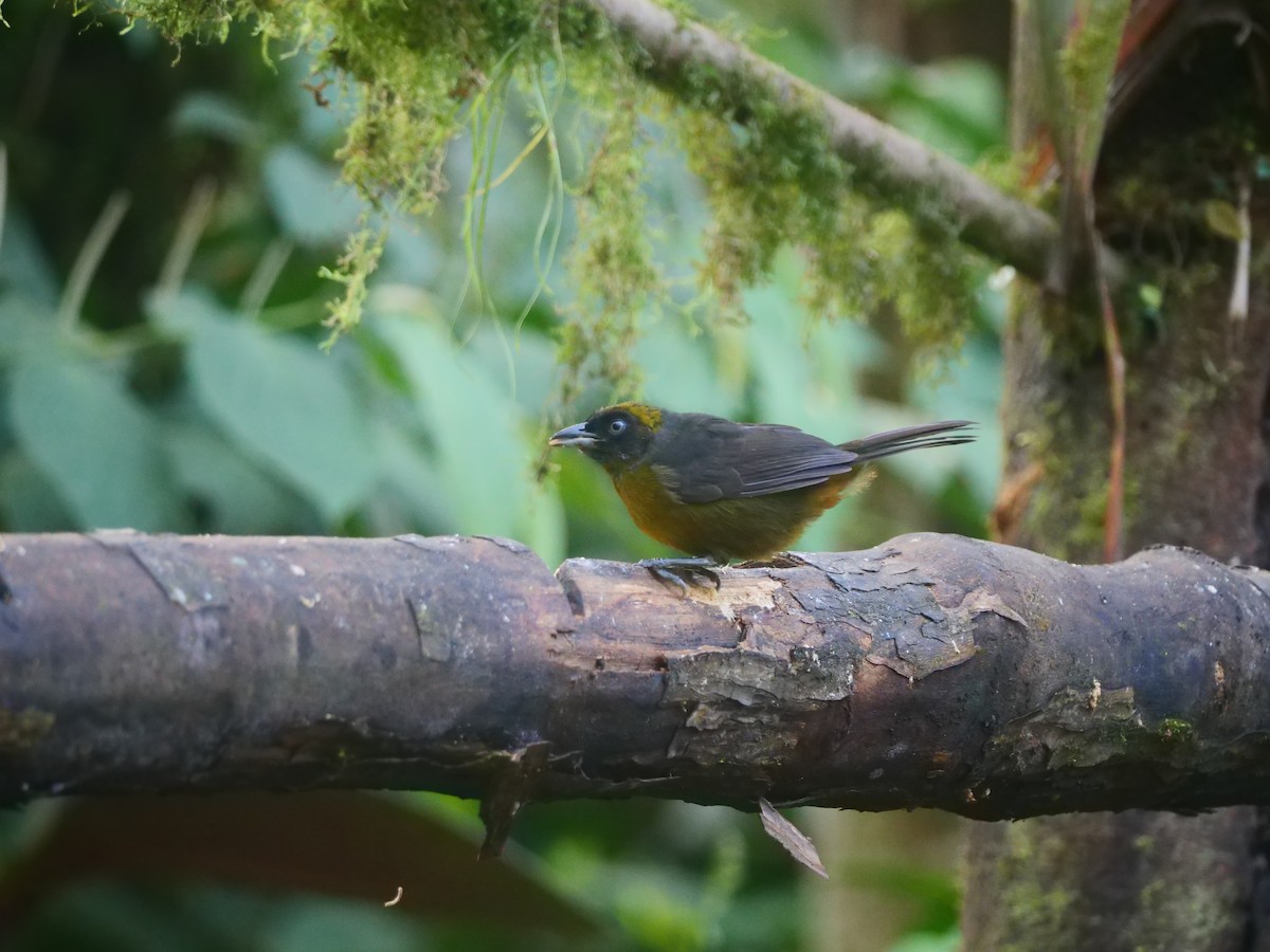 Dusky-faced Tanager - ML616186523