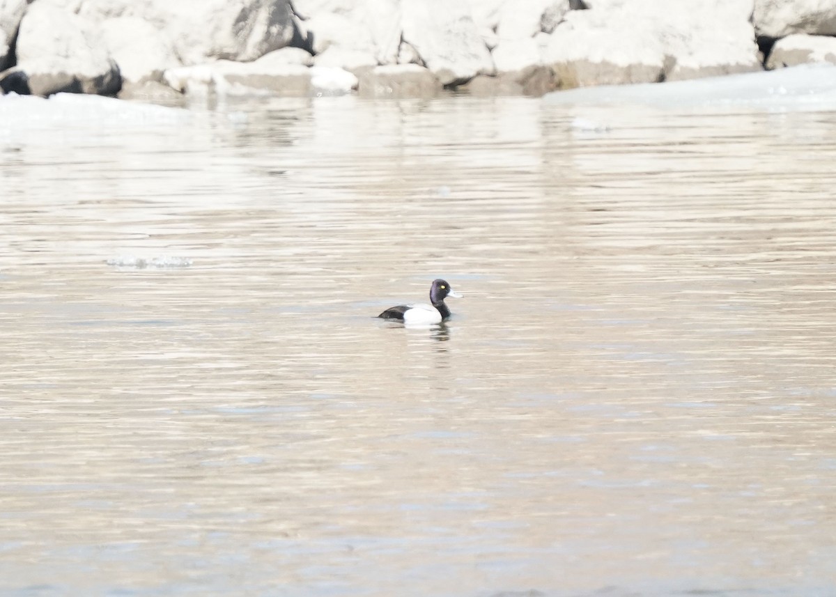 Greater Scaup - ML616186558