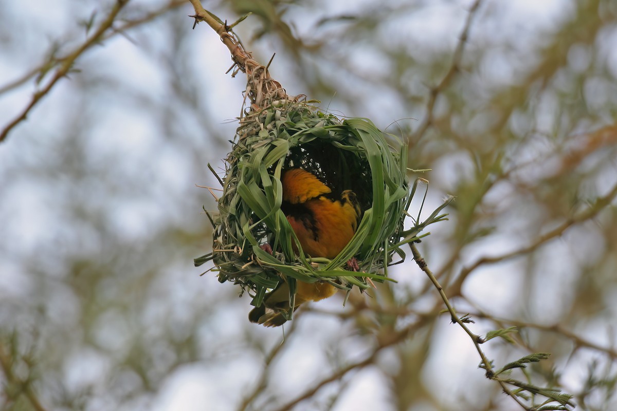 Village Weaver - Greg Scyphers