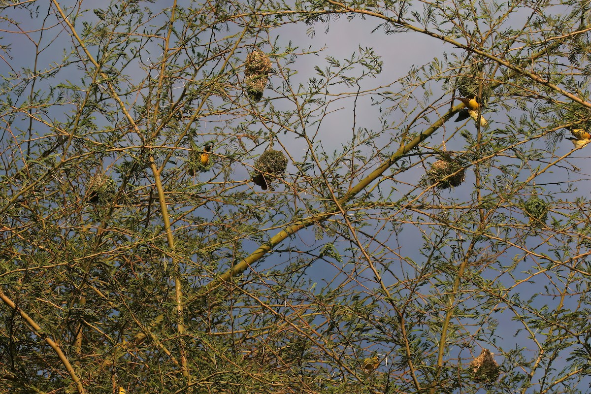 Village Weaver - Greg Scyphers