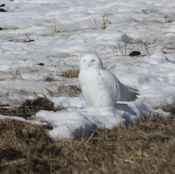 Snowy Owl - ML616186608
