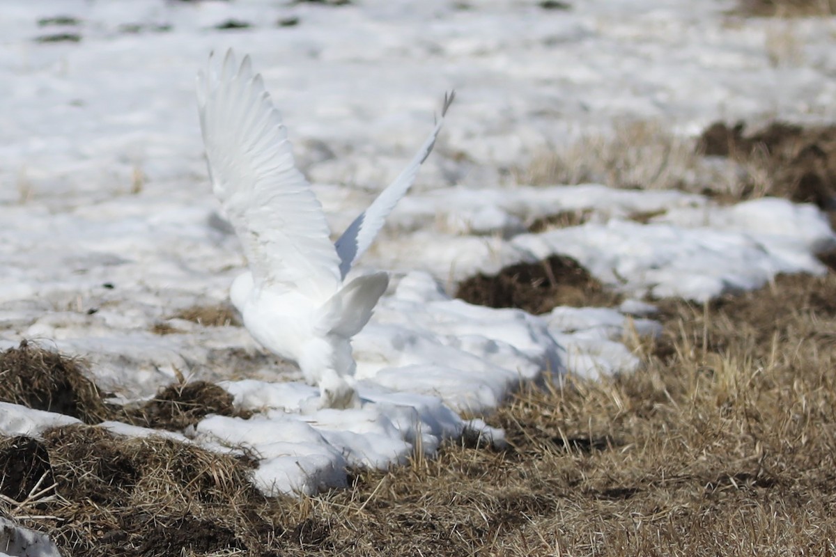 Snowy Owl - ML616186609