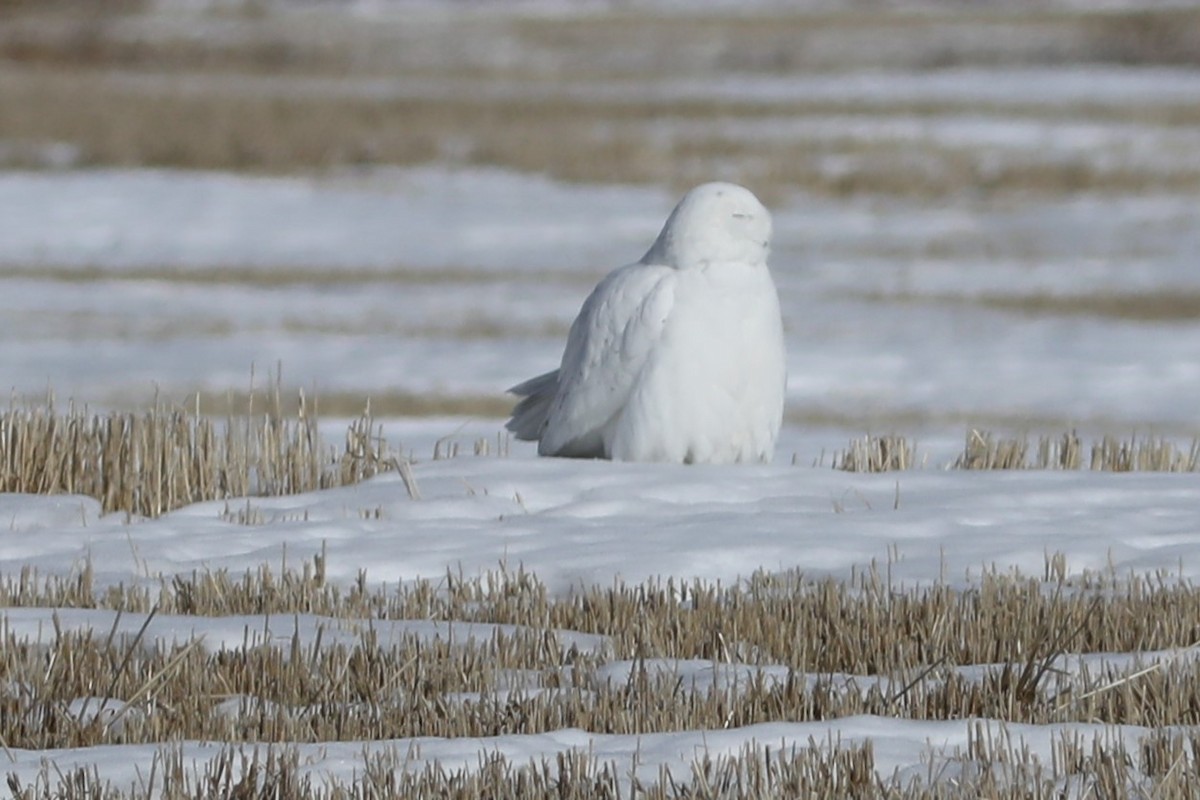 Snowy Owl - ML616186610