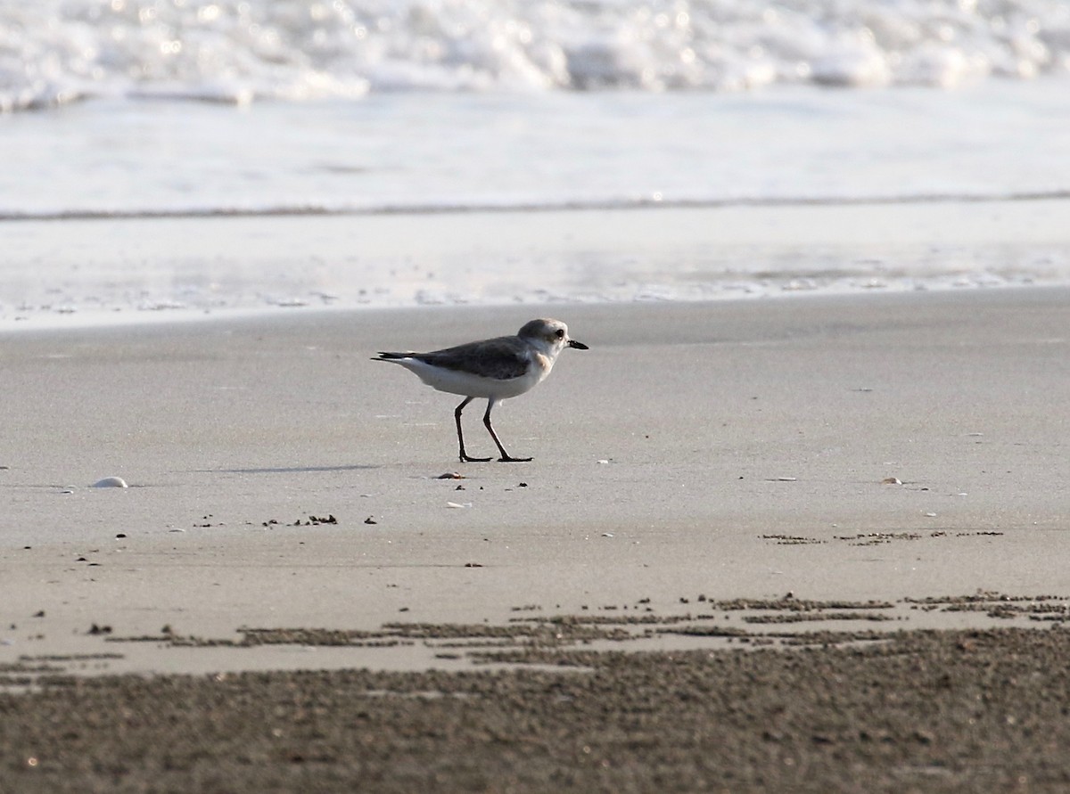 Kentish Plover - ML616186614