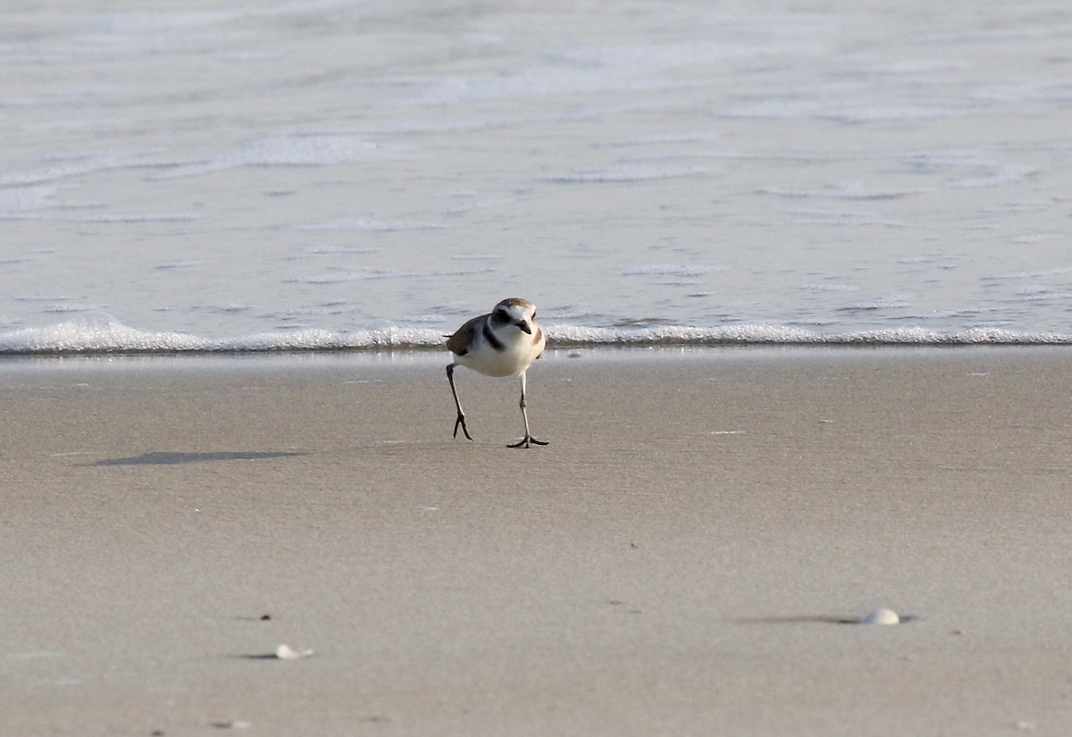 Kentish Plover - ML616186615