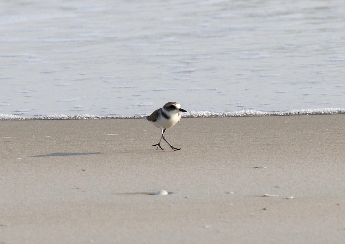 Kentish Plover - ML616186616