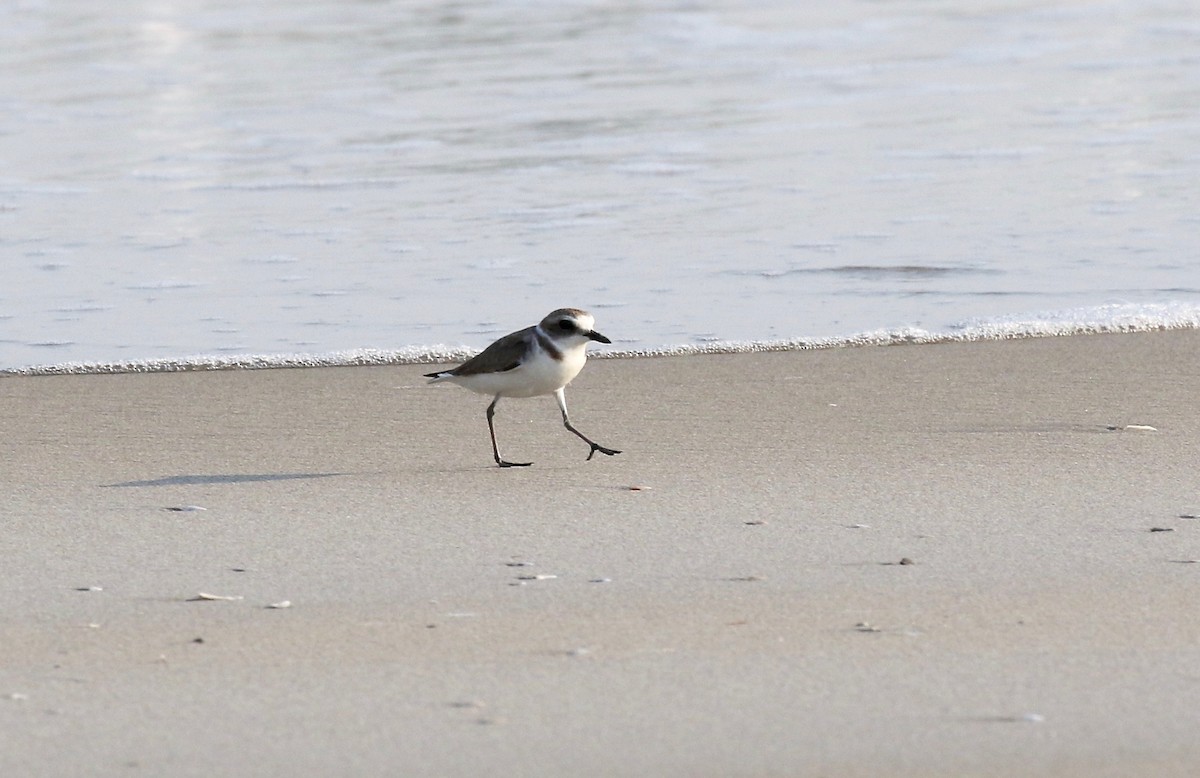 Kentish Plover - ML616186617