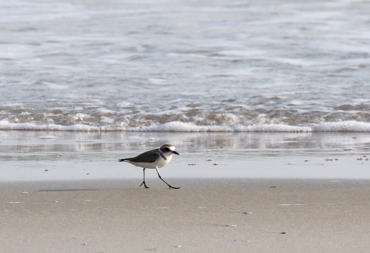 Kentish Plover - ML616186618