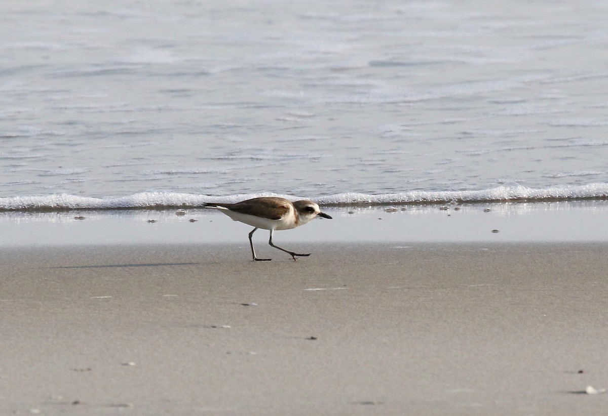 Kentish Plover - ML616186621