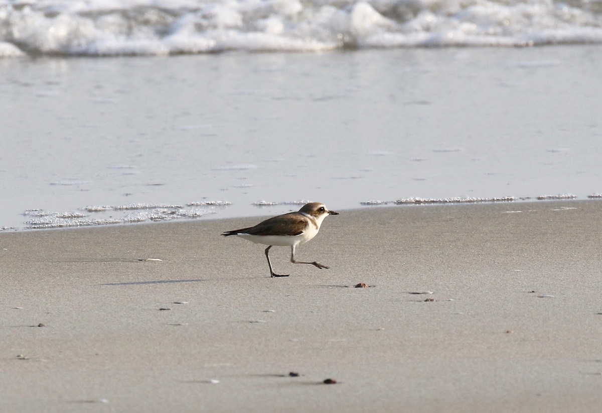 Kentish Plover - ML616186624