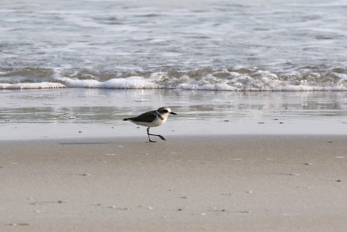 Kentish Plover - ML616186625