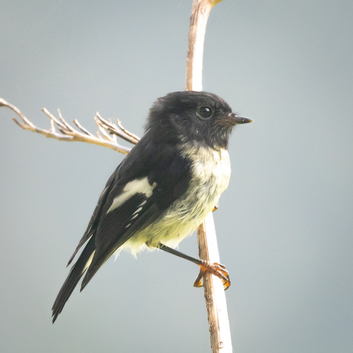 Tomtit - ML616186640