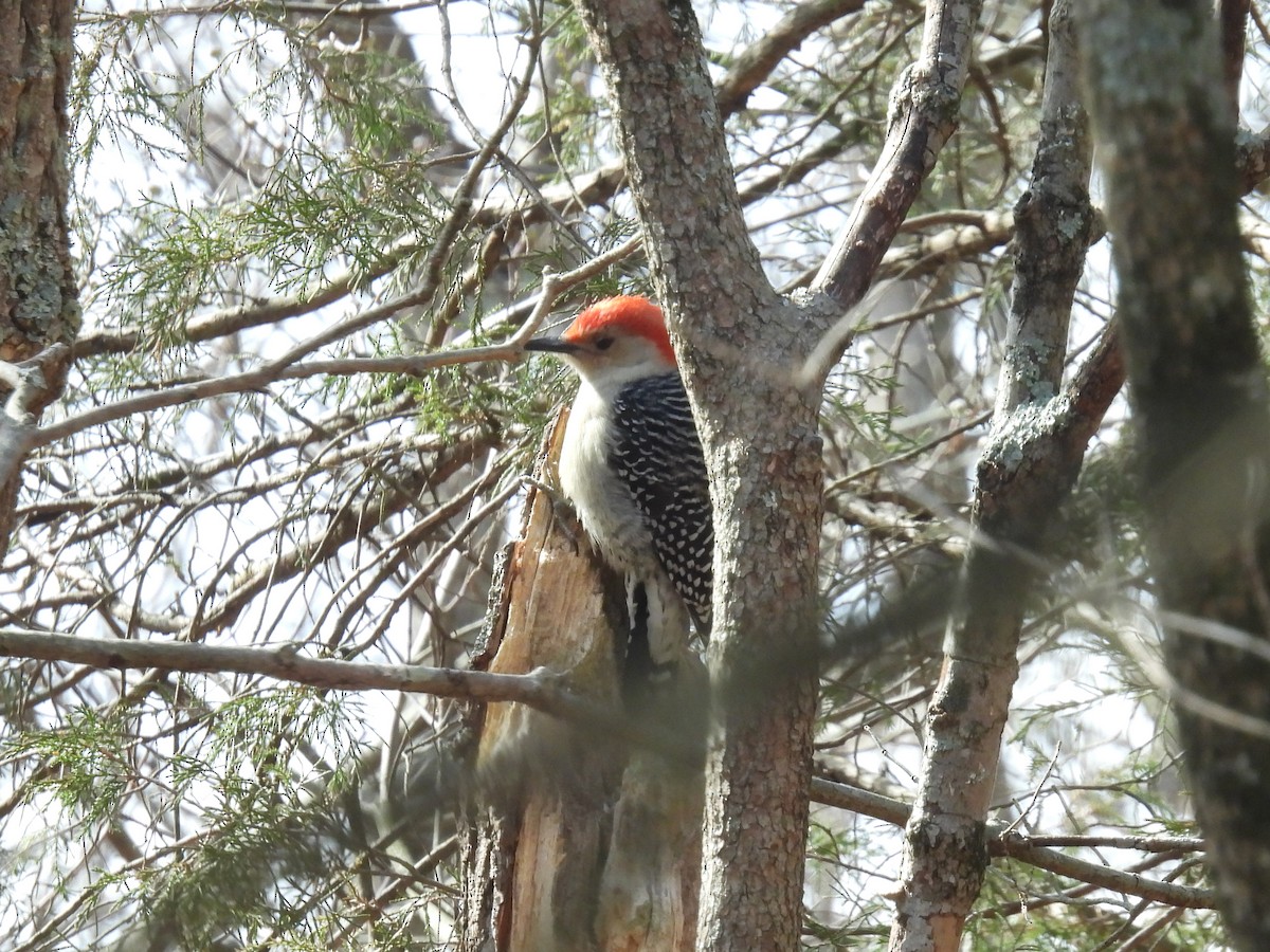 Red-bellied Woodpecker - ML616186641